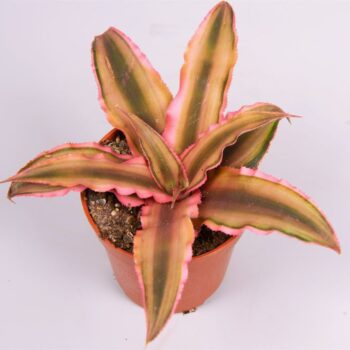 Cryptanthus biv. 'Pink Starlight'
