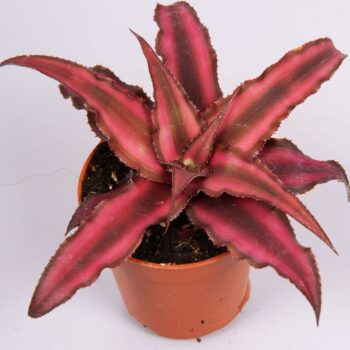 Cryptanthus biv. 'Red Star'