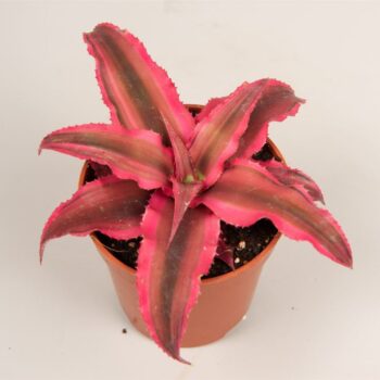 Cryptanthus 'Rubin Star'