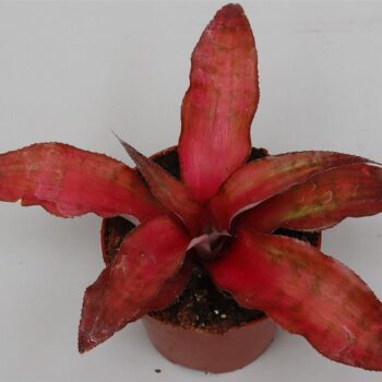 Cryptanthus 'Strawberry Flambee'