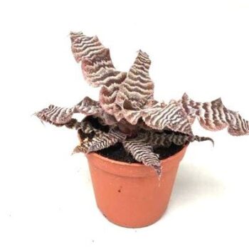 Cryptanthus zonatus