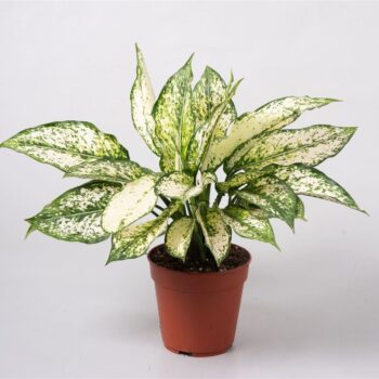 Aglaonema First Diamond