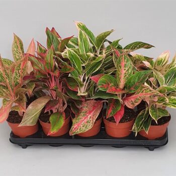 Aglaonema Luxe mix