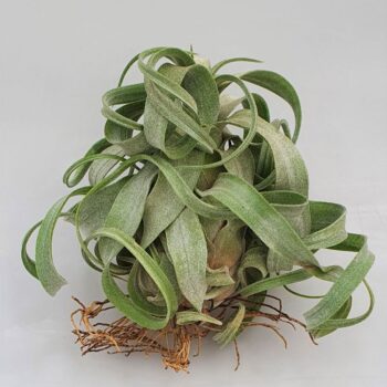 Tillandsia streptophylla Medium