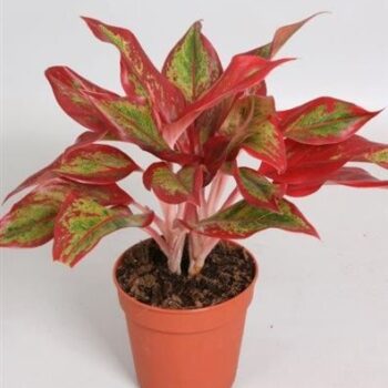 Aglaonema Crete Flame