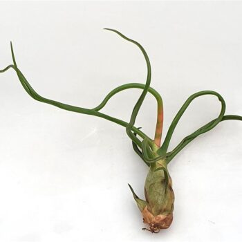 Tillandsia 'Bulbosa'