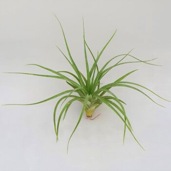 Tillandsia stricta