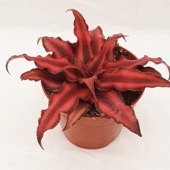 Cryptanthus biv. 'Red Star'
