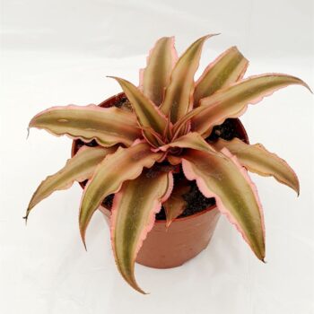 Cryptanthus biv. 'Pink Starlight'