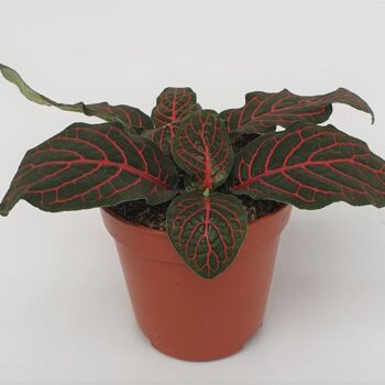 Fittonia versch. 'mini Red'