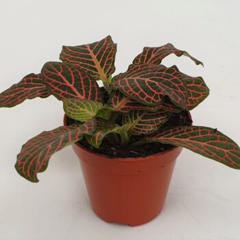Fittonia versch. 'mini Roze'