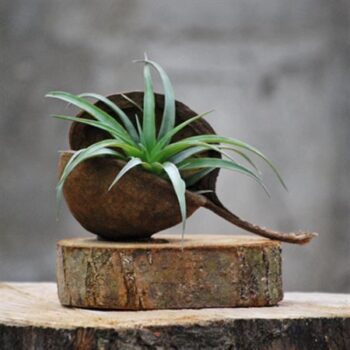Boomschijf A, Buddanoot + 1 tillandsia