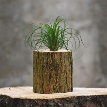 Boomstam B + 1 Tillandsia