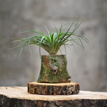 Boomstam C+ schijf D + 1 Tillandsia