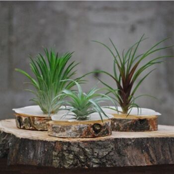 Boomstam D + schelp +1 Tillandsia