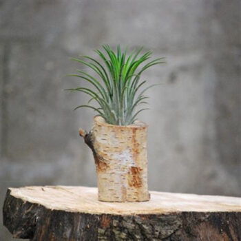 Boomstam E + 1 Tillandsia
