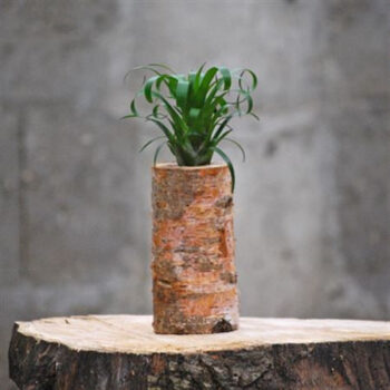 Boomstam F + 1 Tillandsia