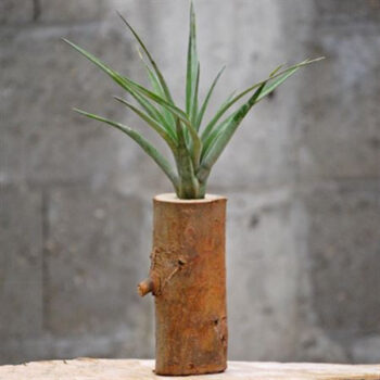 Boomstam G + 1 Tillandsia