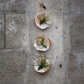 Hanger 3 boomschijf D+ 3 schelp + 3 Tillandsia