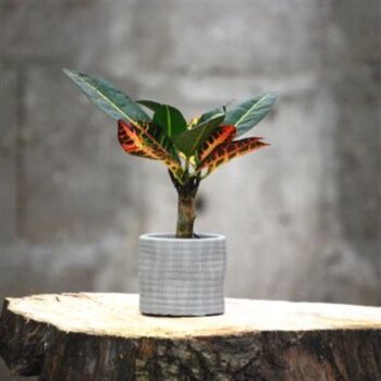 Grijs beton rond met 1 plant