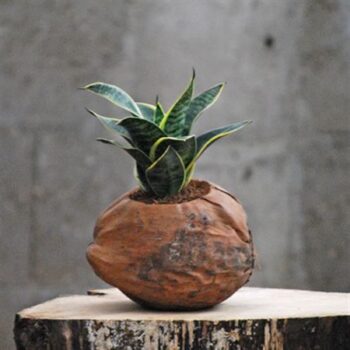 Cocosnoot retro + Sansevieria