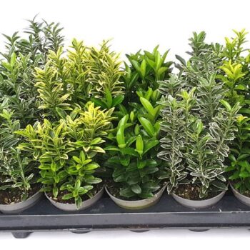 Euonymus microphylla gemengd