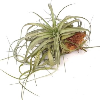 Tillandsia 'Clario'(51591)