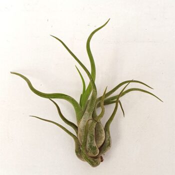 Tillandsia 'Çaput Medusa'