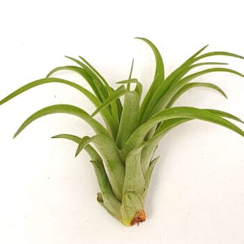 Tillandsia 'Brachycaulos multiflora