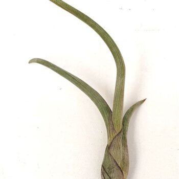 Tillandsia 'Baileyi'