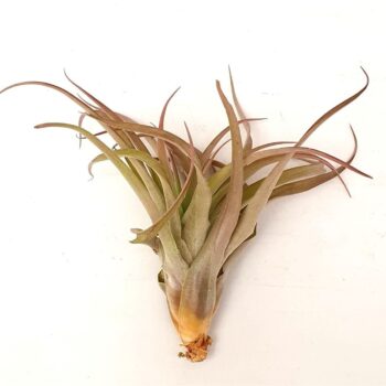 Tillandsia 'Capitata Peach'