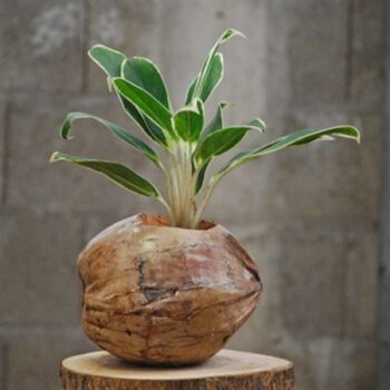 Cocosnoot retro met 1 plant