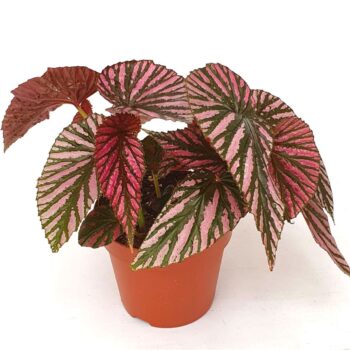 Begonia 'Brevirimosa'