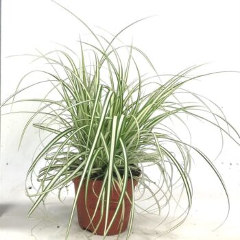 Carex osh. 'Everbrite'