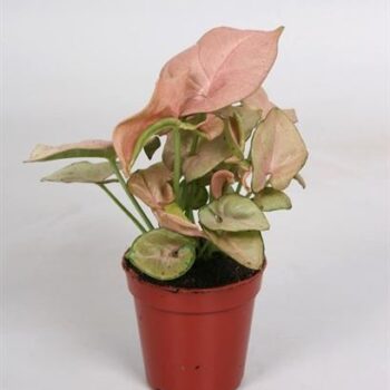 Syngonium 'Red Heart'