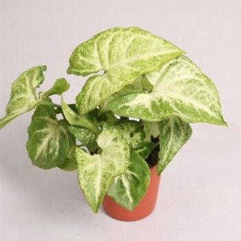 Syngonium hof. 'White Butterfly'