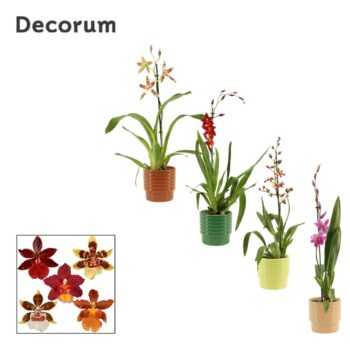 Cambria 1 tak mix in Naemi (Natural bubble-collection)