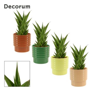 Sansevieria Temple crown 12 cm in Naemi (Natural bubble-collecti