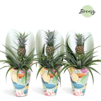 Ananas Mi Amigo Happy gift