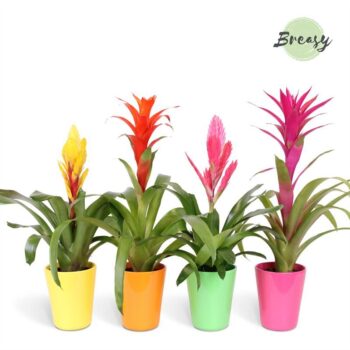 Bromelia Happy Florence