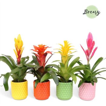 Bromelia Happy Siena