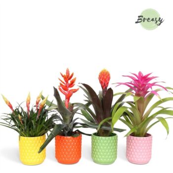 Bromelia Royal Happy Siena