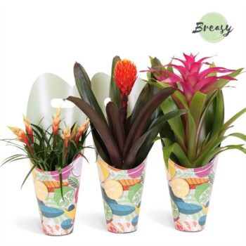 Bromelia Royal Happy Gift
