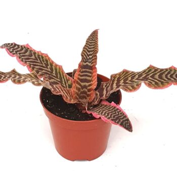 Cryptanthus 'Elaine'