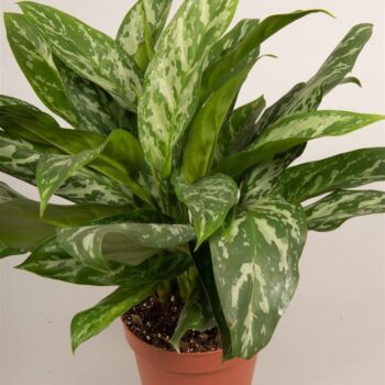 Aglaonema Green Lady