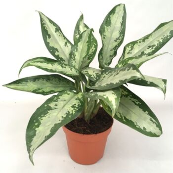 Aglaonema Jubilee Compacta