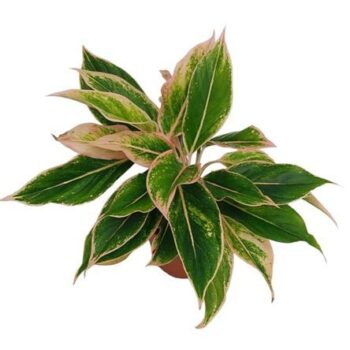 Aglaonema Lipstick Pink