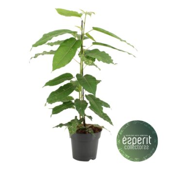 Ficus aspera Variegata