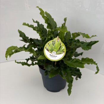 Asplenium scolopendrium