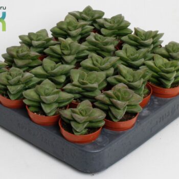 Crassula Spring Time